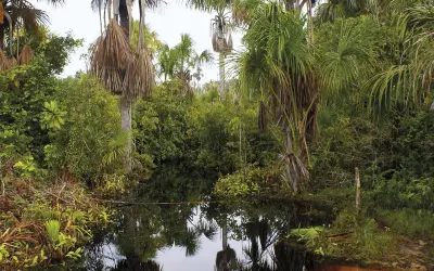 As origens da biodiversidade Amazônia