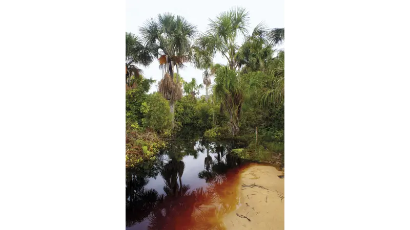 As origens da biodiversidade Amazônia