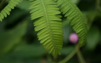 As plantas sensitivas que se fecham ao serem tocadas