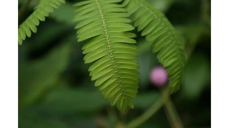 As plantas sensitivas que se fecham ao serem tocadas