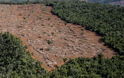 Avanço agropecuário ameaça as florestas maduras da Mata Atlântica