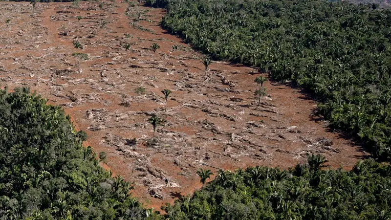 Avanço agropecuário ameaça as florestas maduras da Mata Atlântica