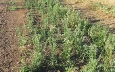Bactéria da Caatinga mostra potencial como bioherbicida contra planta daninha resistente