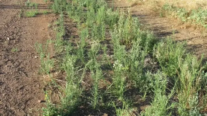 Bactéria da Caatinga mostra potencial como bioherbicida contra planta daninha resistente