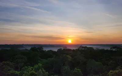 Biodiversidade no topo da floresta: árvores emergentes revelam novas espécies na Amazônia