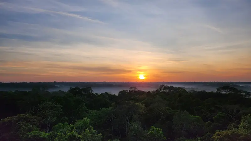 Biodiversidade no topo da floresta: árvores emergentes revelam novas espécies na Amazônia
