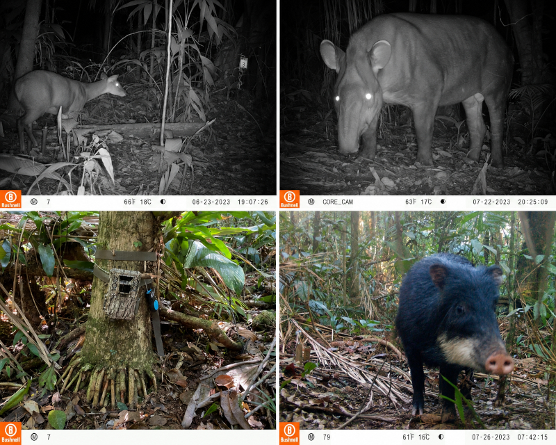 No alto, veado-mateiro (Mazama rufa) e anta (Tapirus terrestris) flagrados por c&acirc;meras trap instaladas nas &aacute;reas do estudo, que flagraram ainda a queixada (Tayasu pecari), &agrave; direita (fotos: c&acirc;meras trap e Let&iacute;cia Gon&ccedil;alves Ribeiro/IB-Unesp)