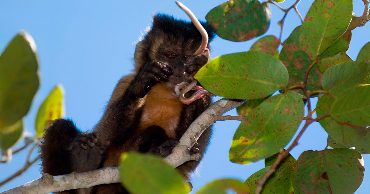 Macacos-prego s&atilde;o on&iacute;voros e conseguem capturar desde insetos at&eacute; pequenos vertebrados - Foto: Luciano Candisani / Acervo Pessoal