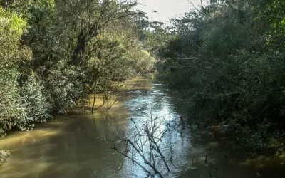 Bloqueio de crédito para desmatadores ajudou a reduzir derrubada da Mata Atlântica