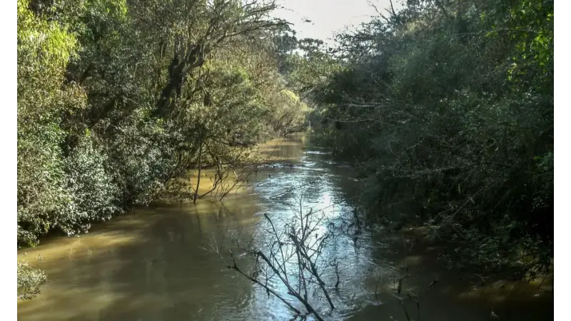 Bloqueio de crédito para desmatadores ajudou a reduzir derrubada da Mata Atlântica