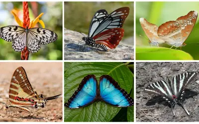 Borboletas coexistiram com dinossauros, graças as plantas