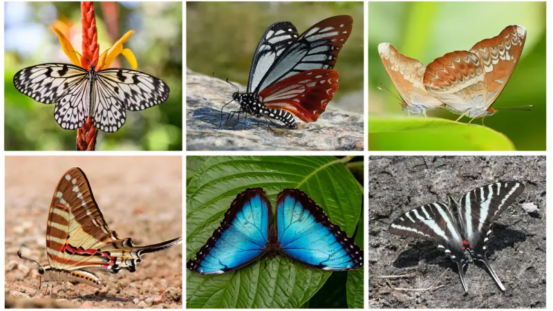 Borboletas coexistiram com dinossauros, graças as plantas