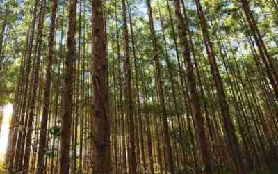 Borracha, Florestas Plantadas e Erva mate são destaque em debates no Congresso da Iufro 2019
