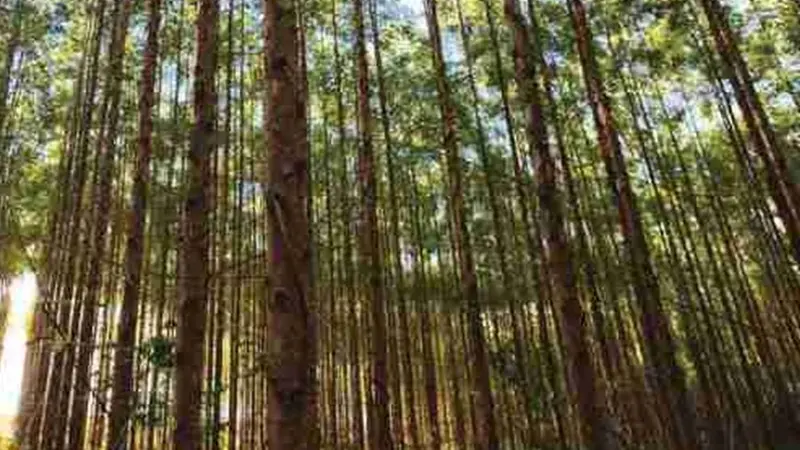 Borracha, Florestas Plantadas e Erva mate são destaque em debates no Congresso da Iufro 2019