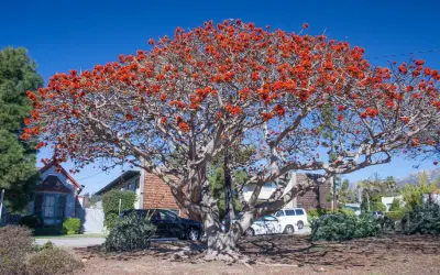 Botânicos mudam nome de mais de 200 plantas consideradas como insulto racial