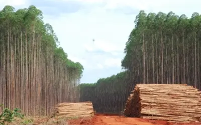 Brasil já é o 4º maior plantador de florestas do mundo