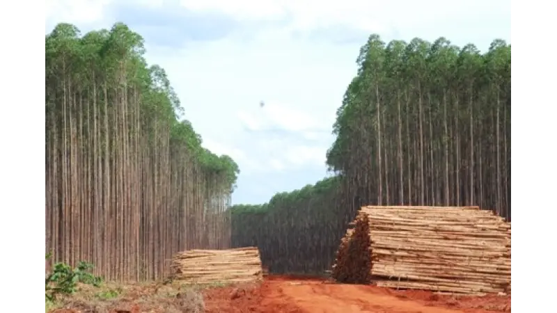 Brasil já é o 4º maior plantador de florestas do mundo
