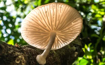 Brasil pode ter mais de 400 espécies de cogumelos comestíveis silvestres