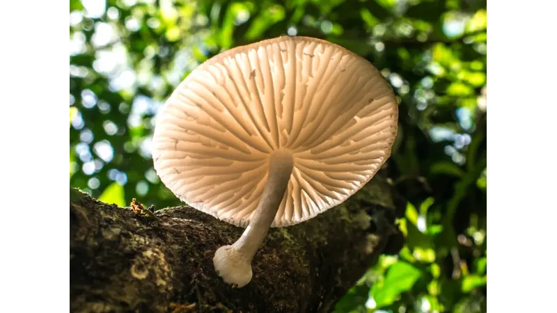 Brasil pode ter mais de 400 espécies de cogumelos comestíveis silvestres
