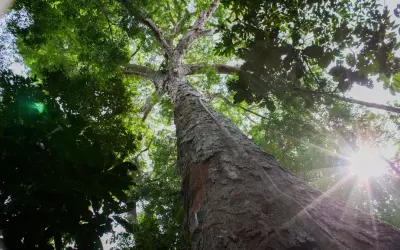 Brasil pode ter R$100 bi em créditos de carbono até 2030 com agro, florestas e energia