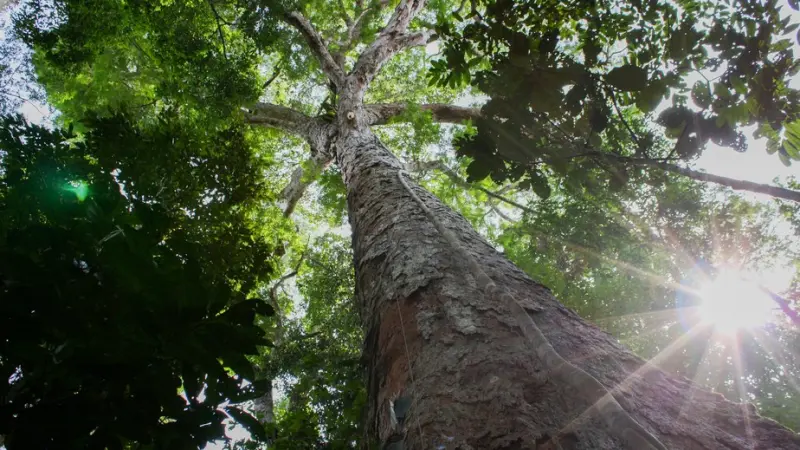 Brasil pode ter R$100 bi em créditos de carbono até 2030 com agro, florestas e energia