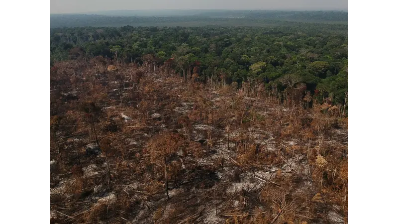 Brasil precisa fortalecer ações de proteção de florestas para cumprir metas internacionais