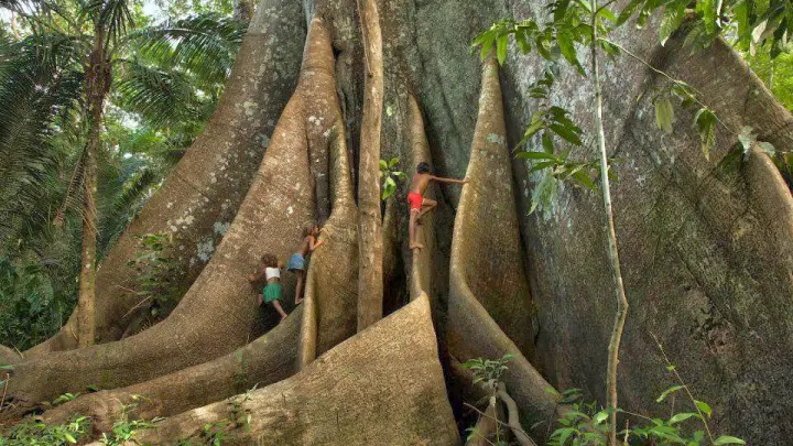 BRICS escolhe a majestade Amazônica como símbolo