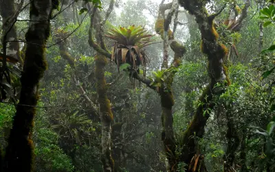 Bromélias-tanque: o sistema de irrigação natural que sustenta árvores na Restinga