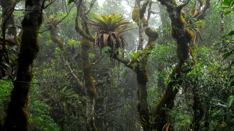 Bromélias-tanque: o sistema de irrigação natural que sustenta árvores na Restinga