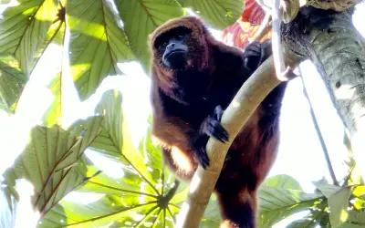 Bugio-ruivo (Alouatta guariba)