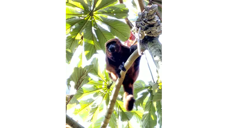 Bugio-ruivo (Alouatta guariba)