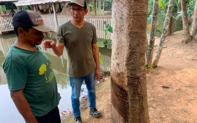 Cadeia da castanha no Acre não remunera serviço socioambiental, ao contrário da borracha
