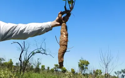 Campos naturais: a "floresta invertida" onde plantas do tamanho de um palmo têm mais de 100 anos