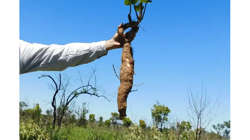 Campos naturais: a "floresta invertida" onde plantas do tamanho de um palmo têm mais de 100 anos