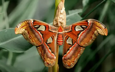 Camuflagem ou cores vivas? Estudo global com a USP revela qual estratégia vence na natureza