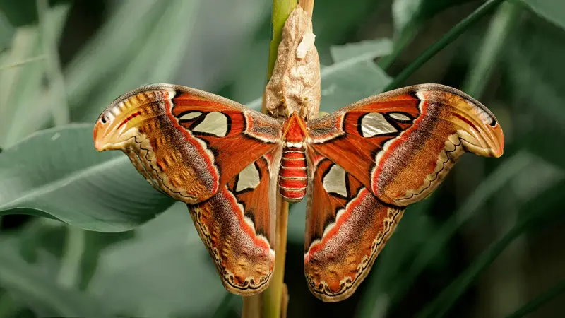 Camuflagem ou cores vivas? Estudo global com a USP revela qual estratégia vence na natureza
