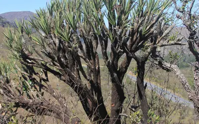 Canela-de-ema: espécie de arbustos dos campos rupestres é ameaçado por mudanças climáticas
