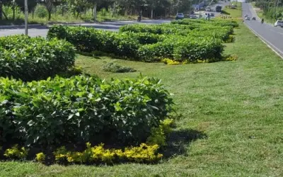 Canteiro de avenida é transformado em “lavoura” de soja, milho, algodão e girassol