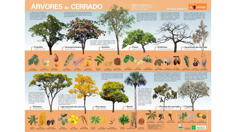 Cartaz produzido por IBRAM representa 12 árvores do cerrado