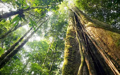 Catalogar todas as espécies de árvores da Amazônia levaria 300 anos, mostra levantamento