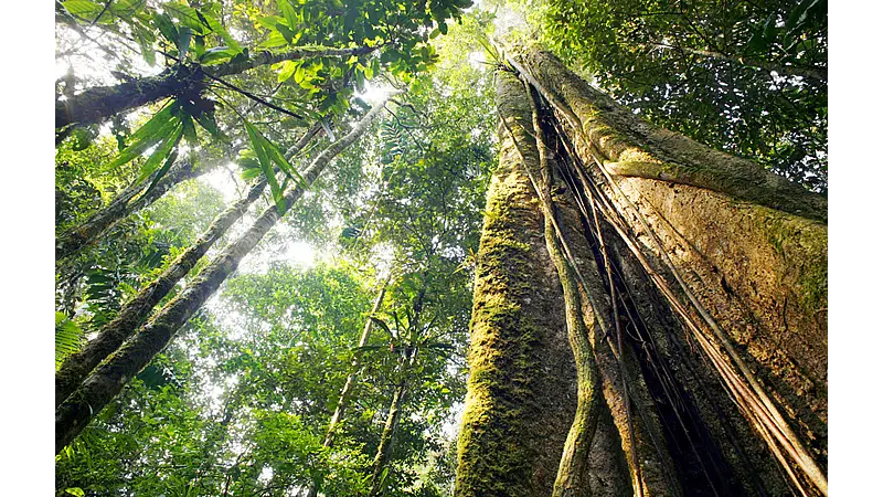 Catalogar todas as espécies de árvores da Amazônia levaria 300 anos, mostra levantamento