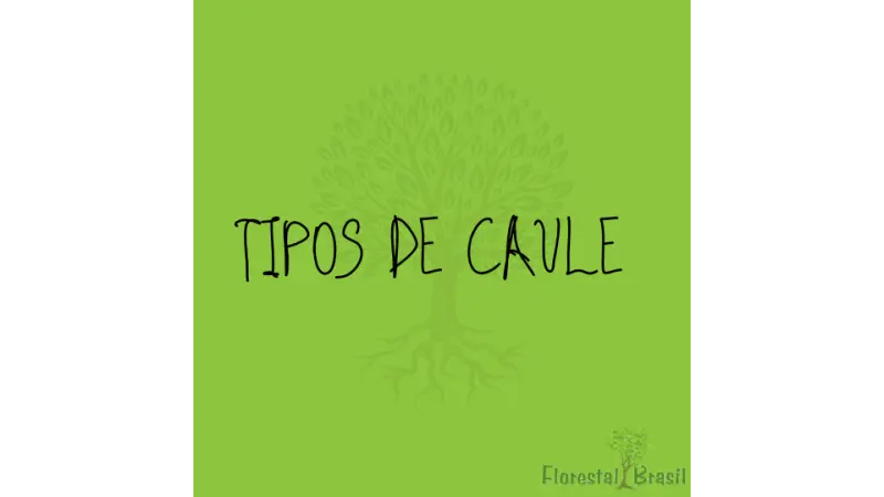 Caule e seus tipos: classificações morfológicas