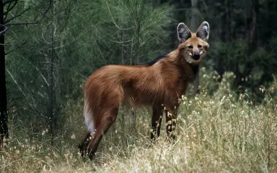Estudo classifica 55 ecossistemas do Cerrado como ameaçados e aponta perda de vegetação nativa