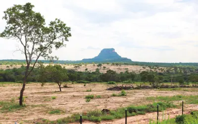 Cerrado está ameaçado pelo avanço da agropecuária