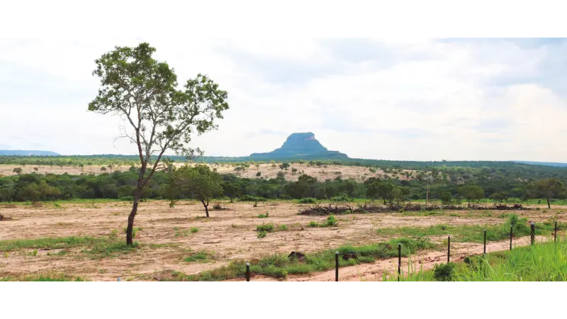 Cerrado está ameaçado pelo avanço da agropecuária