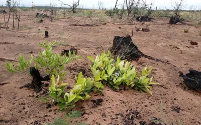 Cerrado resiliente após anos de cultivo de Pinus