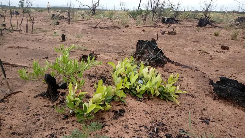 Cerrado resiliente após anos de cultivo de Pinus