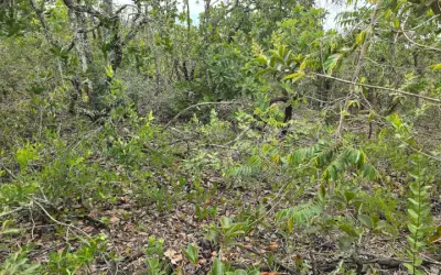Cerrado pode perder vegetação rasteira por “fome de carbono” causada pelo avanço das árvores
