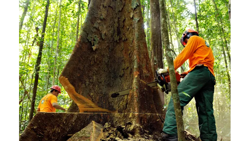 Ciclo de Corte personalizado: As vantagens do Manejo florestal por espécies