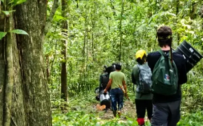 Cientistas avaliam como répteis e anfíbios lidam com mudança climática em ilha de Roraima